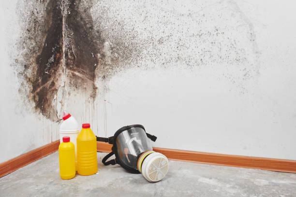 Best Mold Removal for HVAC Installations  in Cut Bank, MT